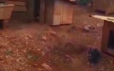Cão precisa ser sacrificado em razão às condições de maus tratos em Lagoa Vermelha