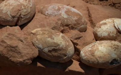 Cinco ovos de dinossauro são encontrados no interior de São Paulo