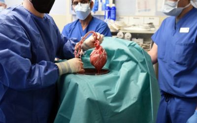 Transplante de coração de porco em humano mostra como a medicina evoluiu nos últimos anos