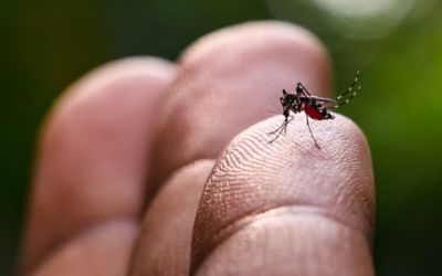 Secretaria da Saúde do RS confirma mais cinco mortes por dengue em 2024