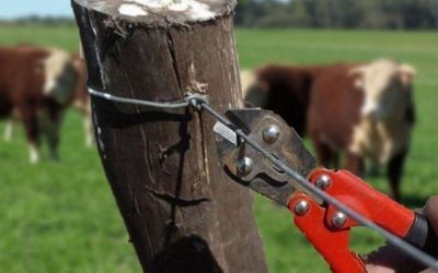 32 cabeças de gado são furtadas em Capão Bonito do Sul