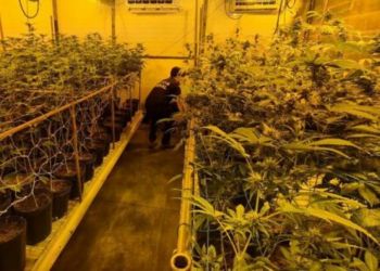PF fecha estufa clandestina usada para cultivo de maconha, em Londrina