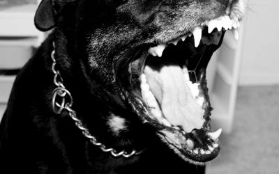 Menino de 13 anos fica gravemente ferido após ser atacado por três pitbulls no RS