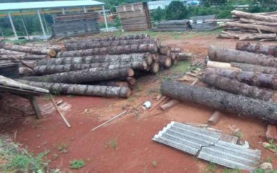 3º BABM realiza a Operação Força Verde - combate a crimes contra a Flora