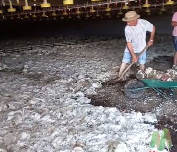 Cerca de 50 mil frangos morrem após falta de luz em aviários no interior de Ronda Alta