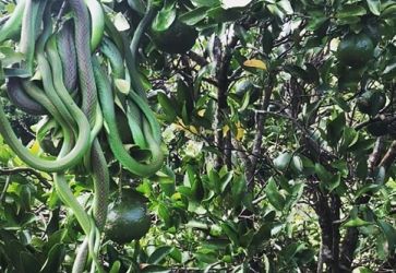 Cacho de cobras é achado no RS e exibe fenômeno raro