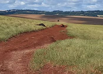 Em tentativa de abigeato, criminosos matam dois animais no interior de Ibiaçá