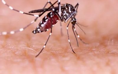 Passo Fundo está com mais de 30 casos suspeitos de Dengue
