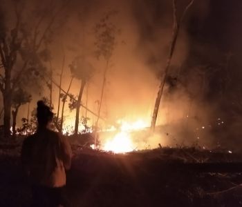 Na tentativa de eliminar vespas, morador causa incêndio em plantação de eucaliptos em SC
