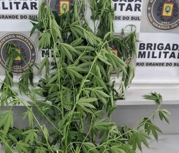 Homem é preso com plantação de maconha em Erechim