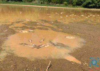 Seca causa mortandade de peixes no interior de Passo Fundo