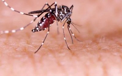 RS registra a quinta morte por dengue em 2024