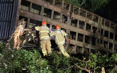 Carreta carregada com 97 terneiros capota na ERS-135