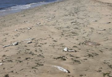 Peixes mortos tomam 4 km de praia em Pelotas