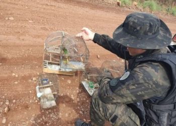 Homem é preso em Vacaria por manter pássaros nativos em cativeiro