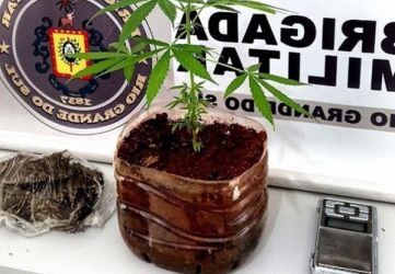 Jovem de 14 anos que cultivava pé de maconha é apreendido pela Brigada Militar em Erechim