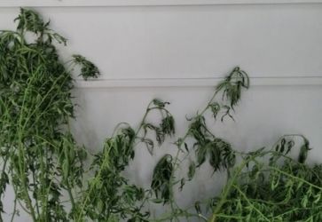 Jovem é preso com pés de maconha em casa em Erechim
