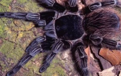 Veneno de aranha brasileira vira esperança de tratamento contra câncer